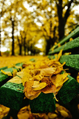 A bench covered with autumn leaves in the park. Side view. Close-up. Bright autumn vertical background.