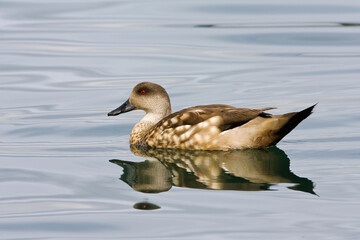 Crested Duck, Lophonetta specularioides