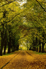 Alley covered with leaves in an autumn park. Bright autumn vertical background.