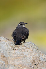 Dark-bellied Cinclodes, Cinclodes patagonicus