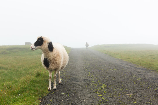 Sheeps in the fog