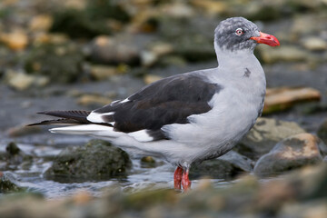Dolphin Gull, Leucophaeus scoresbii