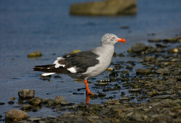 Dolphin Gull, Leucophaeus scoresbii