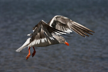 Dolphin Gull, Leucophaeus scoresbii