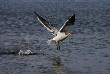 Dolphin Gull, Leucophaeus scoresbii