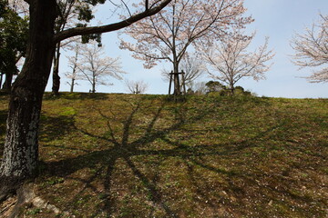 木の影と桜