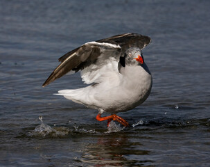 Dolphin Gull, Leucophaeus scoresbii