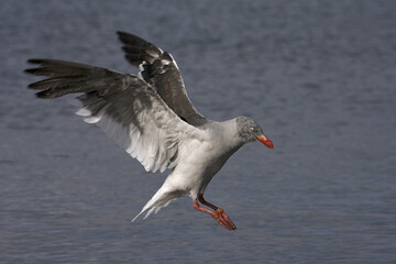 Dolphin Gull, Leucophaeus scoresbii
