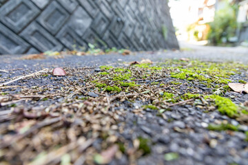 古い道路の地面と落ち葉と苔