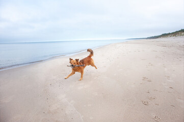 happy dog with a stick runs along the sea coast