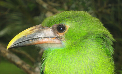 Smaragdarassari, Emerald Toucanet, Aulacorhynchus prasinus