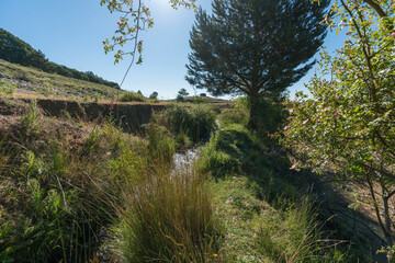 area of abundant vegetation in the mountains