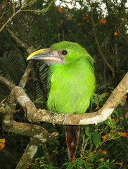 Emerald Toucanet, Smaragdarassari, Aulacorhynchus prasinus