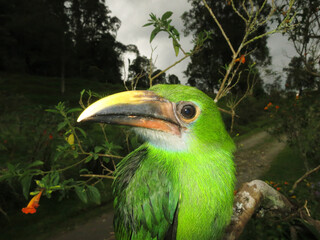Smaragdarassari, Emerald Toucanet, Aulacorhynchus prasinus