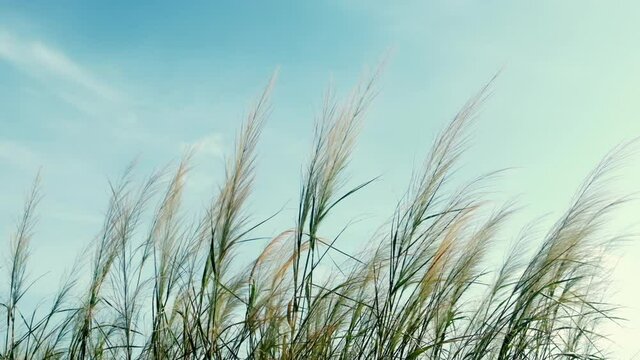 Silvergrass blowing in the wind against blue sky. Slow motion.	
