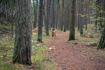 Dog on the path in the pine forest