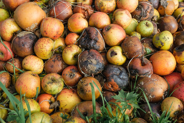 Eine große Menge an vergammelten Äpfeln -Fallobst auf einem Haufen