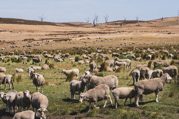 Australian herd of sheep grazing outdoor farmland