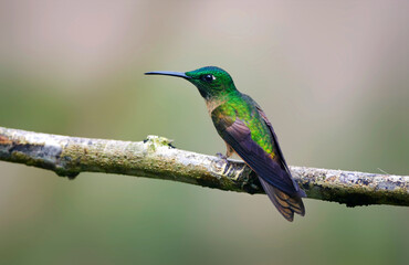 Fototapeta premium Bruinborstbriljantkilibrie, Fawn-breasted Brilliant, Heliodoxa rubinoides