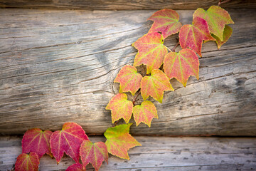Naklejka na ściany i meble Autumn colors: leaves of Parthenocissus tricuspidata