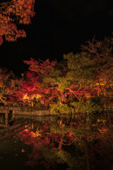 京都府 永観堂 紅葉 ライトアップ