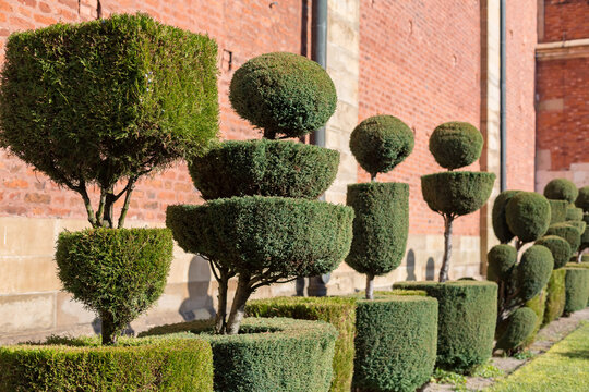 Neatly trimmed trees (topiary), tidy pruned Bushes