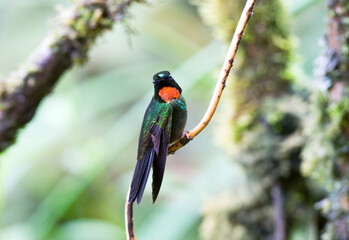 Goudkeelzonnekolibrie, Flame-throated Sunangel, Heliangelus micraster