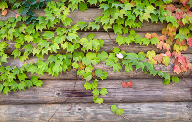 Autumn colors: leaves of Parthenocissus tricuspidata