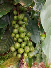 Coffee Cherry form Chieng rai Thailand