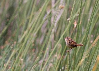 Zeggewinterkoning, Grass Wren, Cistothorus platensis