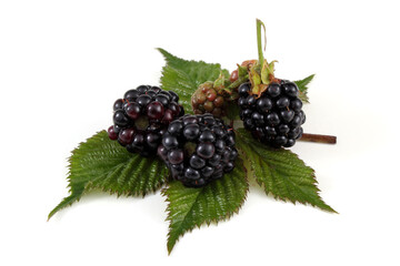 Blackberries on leaf