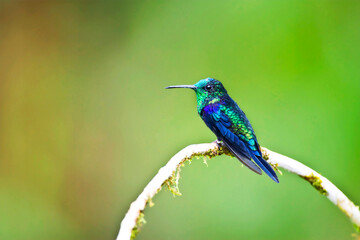 Groenkroonbosnimf, Green-crowned Woodnymph, Thalurania fannyae