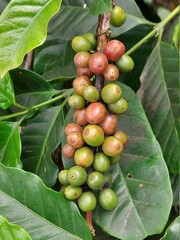 Coffee Cherry form Chiengrai Thailand