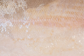 Fototapeta premium Fish scales background. Salmon skin texture
