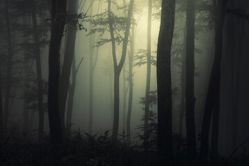 fantasy forest background, magical light