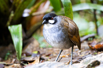 Jocotoco Antpitta, Grallaria ridgelyi