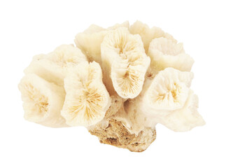 Coral branch isolated on white background