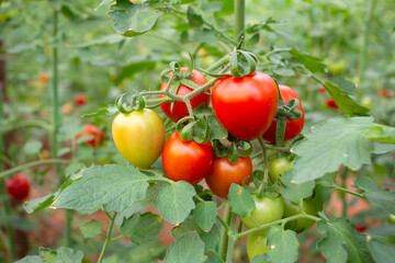 Greenhouses and red and green tomatoes grown in the greenhouse