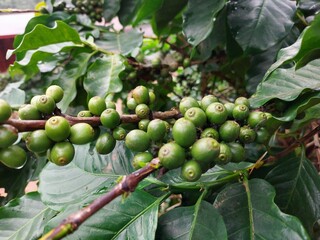 Coffee Cherry form Chiangrai Thailand