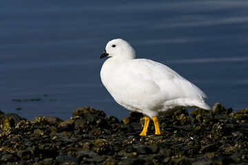 Kelp Goose, Chloephaga hybrida
