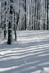 tree shadows on snow in winter forest