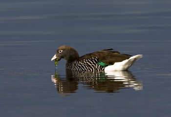 Kelp Goose, Chloephaga hybrida