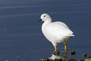 Kelp Goose, Chloephaga hybrida