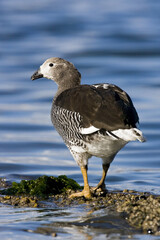 Kelp Goose, Chloephaga hybrida