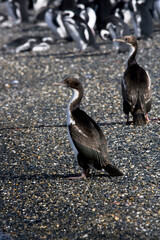 Fototapeta premium Koningsaalscholver, King Shag, Phalacrocorax albiventer