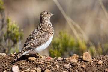Least Seedsnipe, Thinocorus rumicivorus