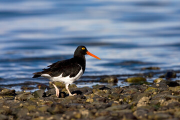 Magellanic Oystercatcher, Haematopus leucopodus