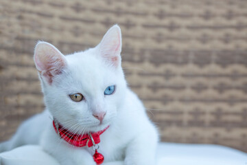 Portrait cute white cat; Turkish name; Van kedisi