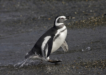 Magellanic Penguin, Spheniscus magellanicus
