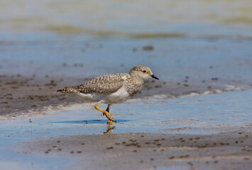 Magellanic Plover, Pluvianellus socialis